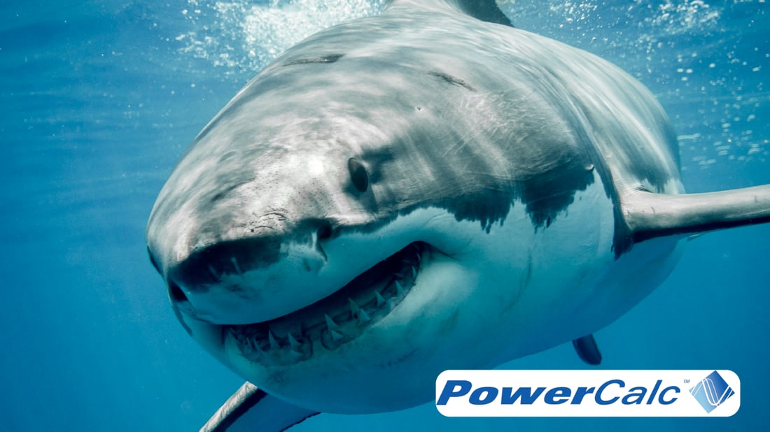 Shark
